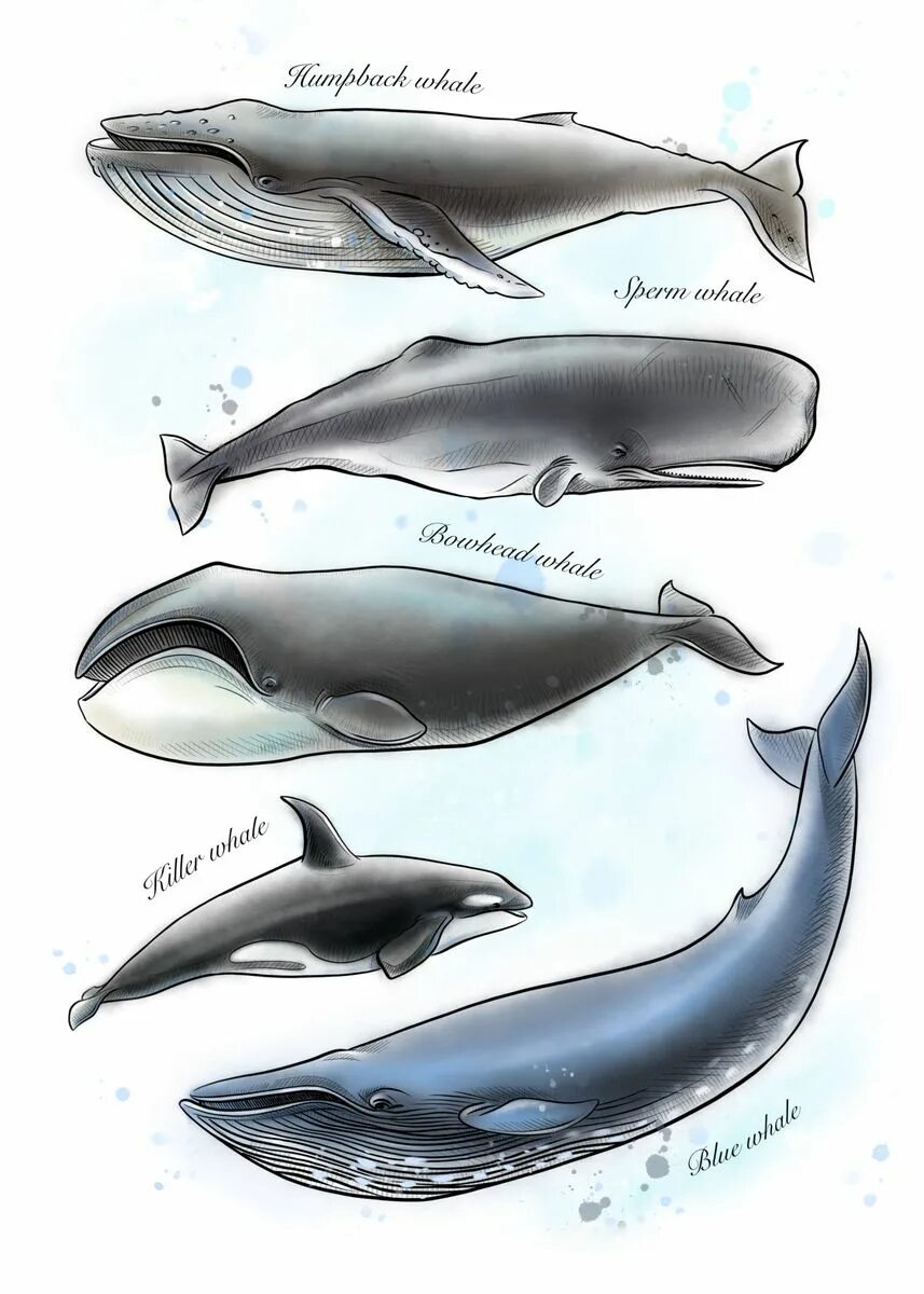 Кашалот и синий кит фото сравнение Set of watercolor whales' Poster, picture, metal print, paint by Nataliia Zakhar