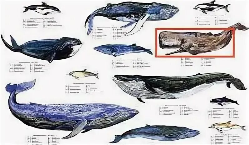 Кашалот и синий кит фото сравнение Blue Whale Size Comparison With Elephant Whale, Marine mammals, Sea mammal