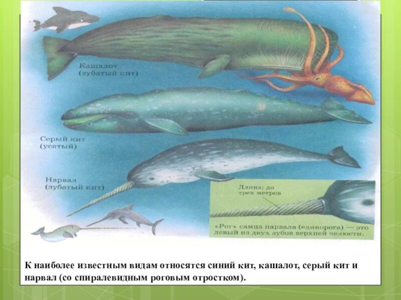 Кашалот и синий кит фото сравнение Картинки ОТЛИЧИЕ КИТА ОТ РЫБЫ СКАНВОРД 6