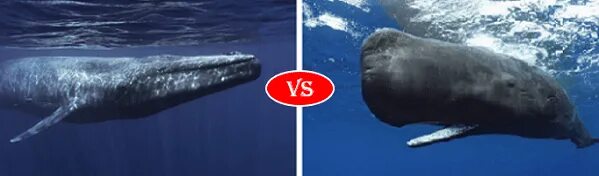 Кашалот и синий кит фото сравнение Compare Blue Whale Vs Sperm Whale Comparison