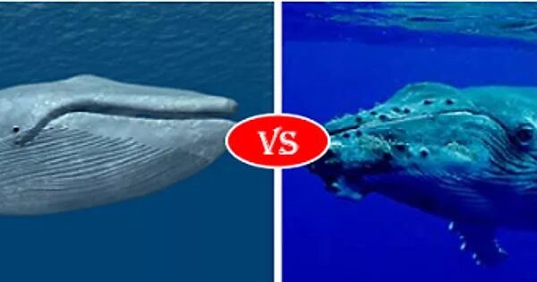 Кашалот и синий кит фото сравнение Blue Whale vs HumpBack whale.. - Album on Imgur