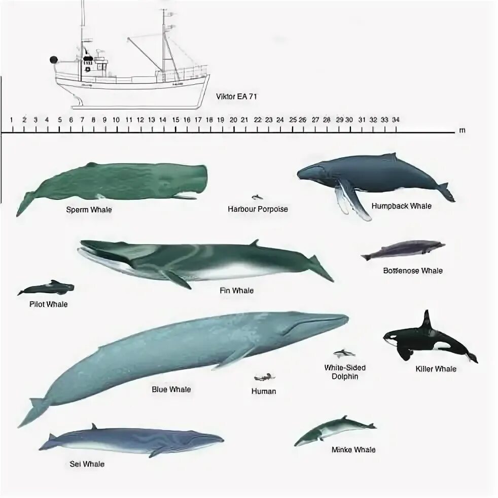 Кашалот и синий кит фото сравнение Whale, Types of whales, Whale species