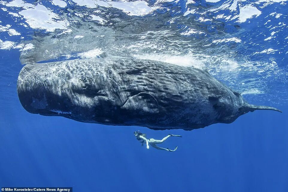 Кашалот и синий кит фото сравнение Stunning pictures show mother sperm whale feeding its calf by injecting milk int