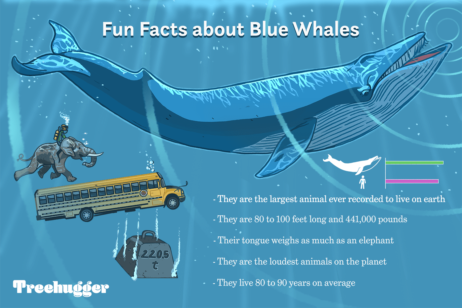 Кашалот и синий кит фото сравнение 11 Facts About Blue Whales, the Largest Animal on Earth