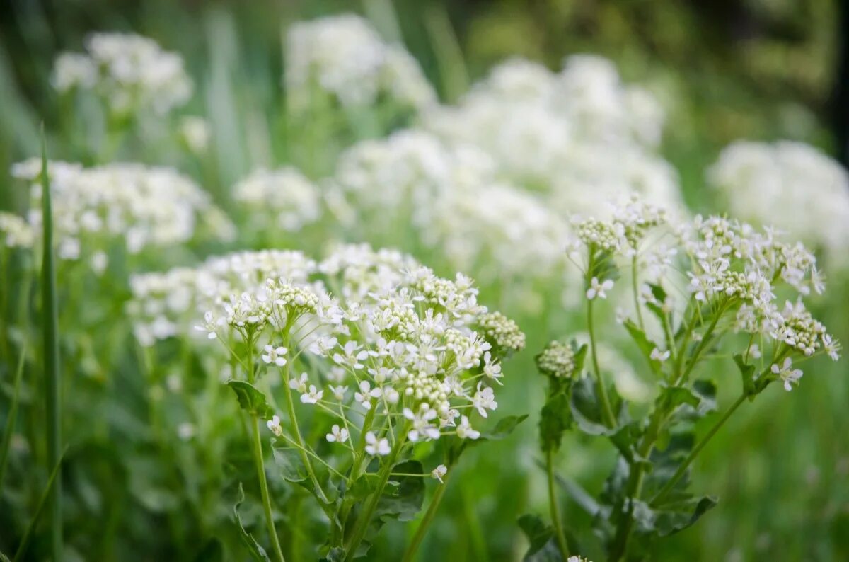 Кашка цветок фото как выглядит Free Images : nature, grass, blossom, field, lawn, meadow, flower, green, botany