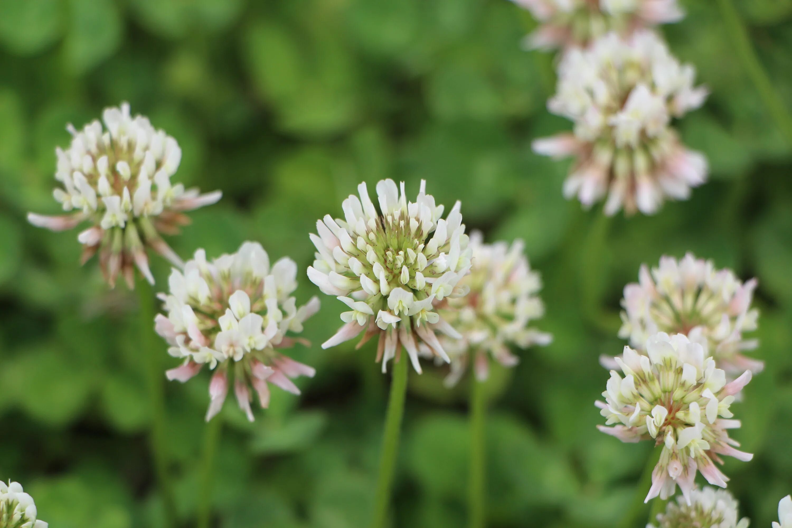 Кашка цветок фото как выглядит Free Images : nature, blossom, food, herb, produce, park, botany, flora, plants,