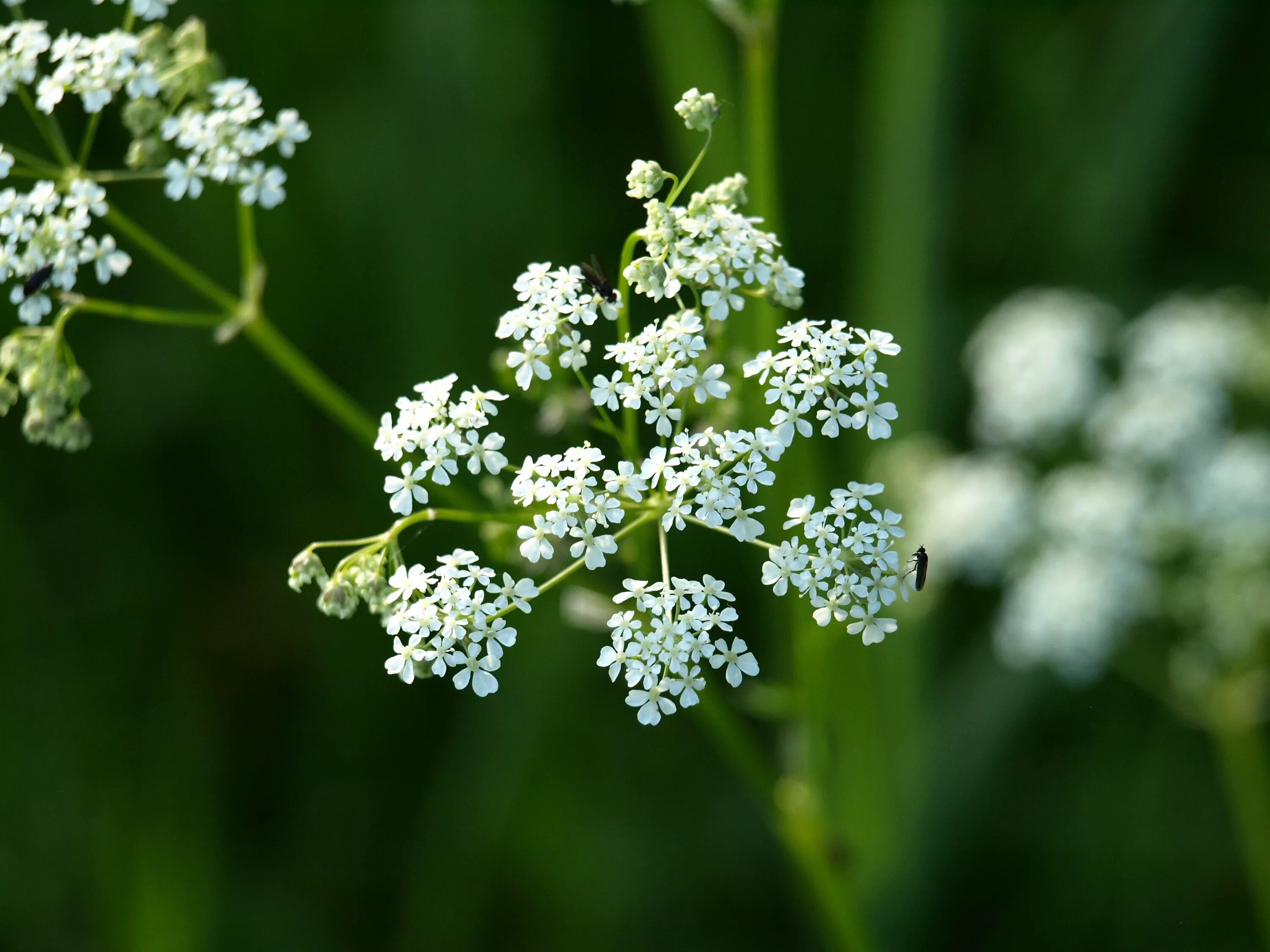 Кашка цветок фото как выглядит Free Images : blossom, white, food, green, herb, produce, botany, flora, wildflo