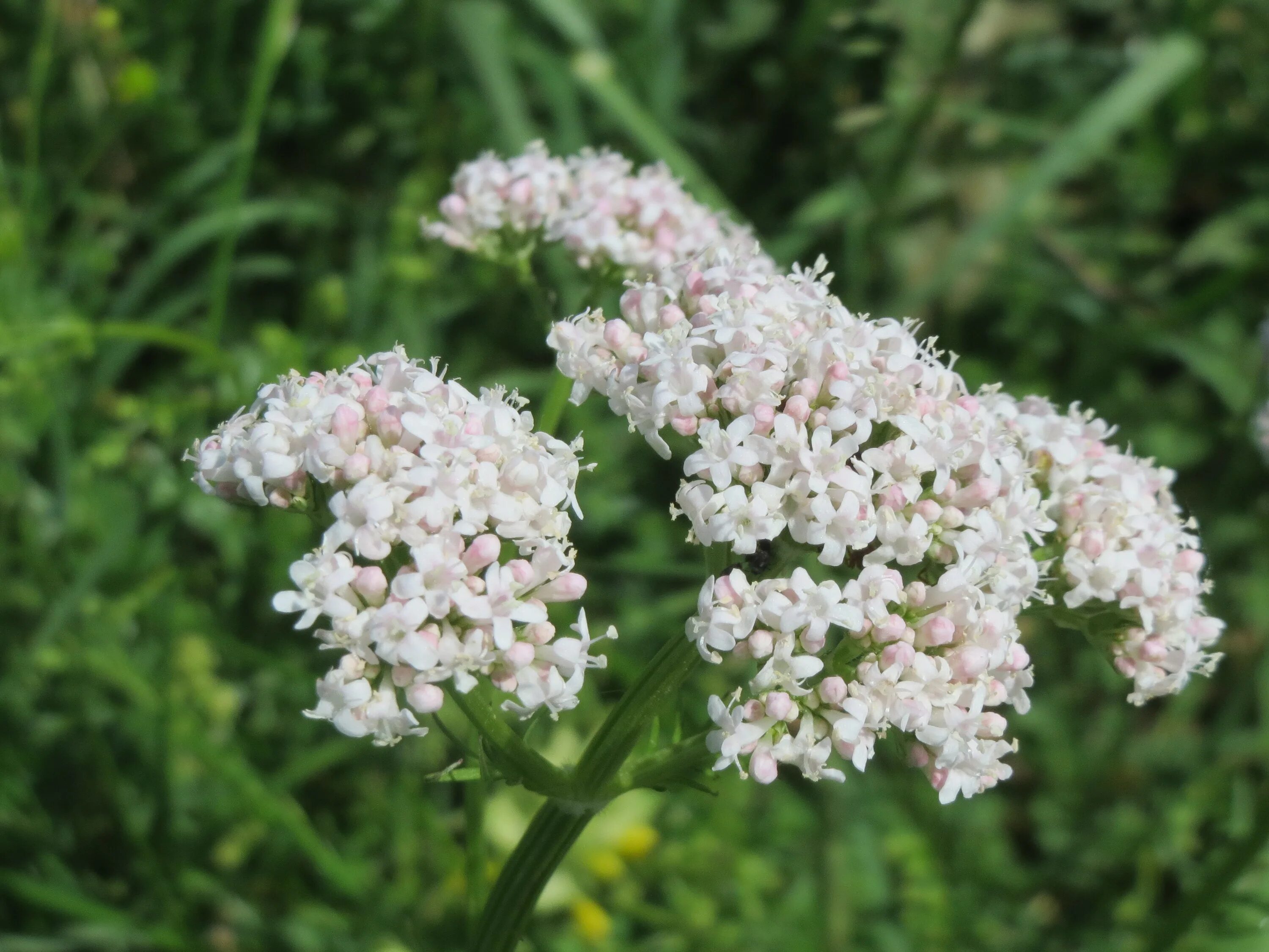 Кашка цветок фото как выглядит File:20150519Valeriana officinalis.jpg - Wikimedia Commons