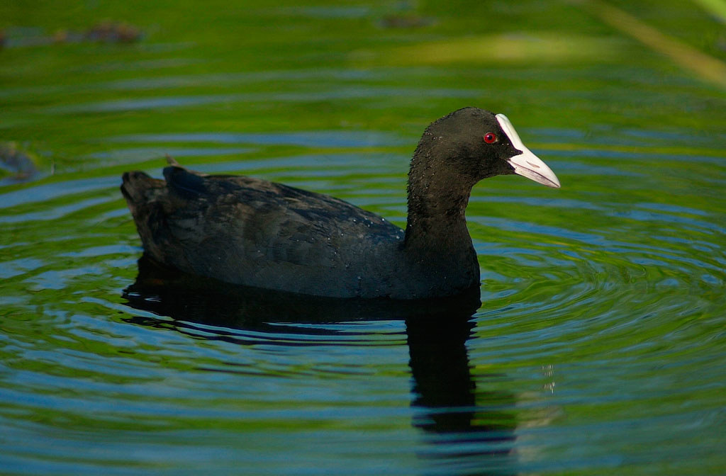 Кашкалдак птица фото Eurasian Coot Fulica atra (オ オ バ ン) zikko1952 Flickr