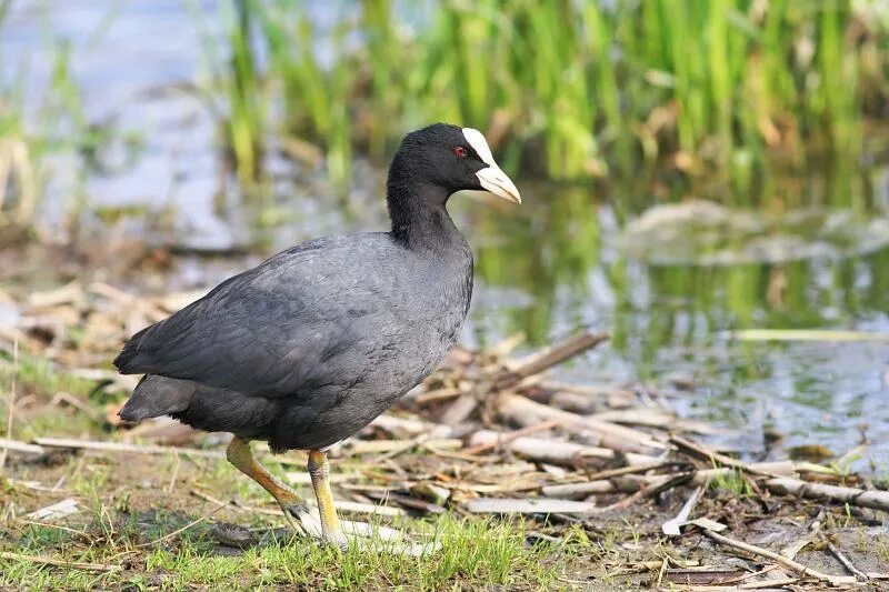 Кашкалдак птица фото Red Gartered Coot - Alchetron, The Free Social Encyclopedia 327