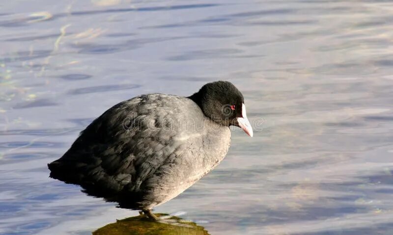 Кашкалдак птица фото Bird, Fauna, Beak, American Coot Picture. Image: 113647602