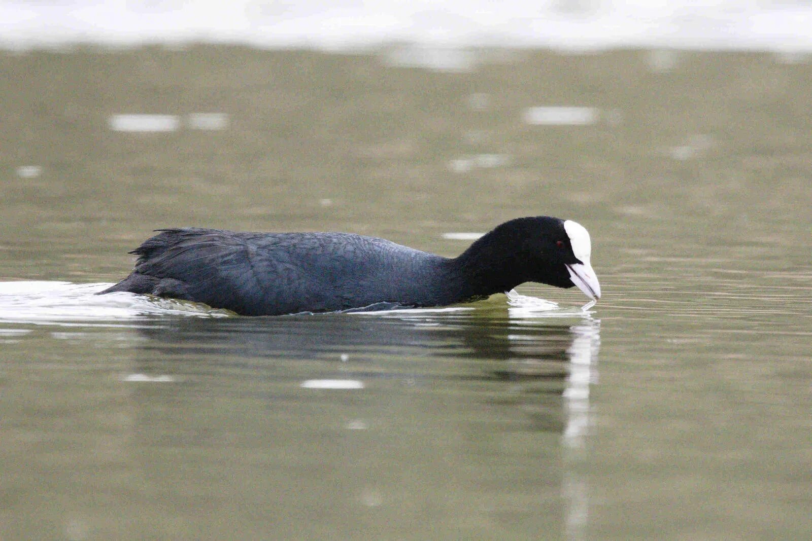 Кашкалдак птица фото Common Coot (Fulica atra). Birds of Kyrgyzstan.