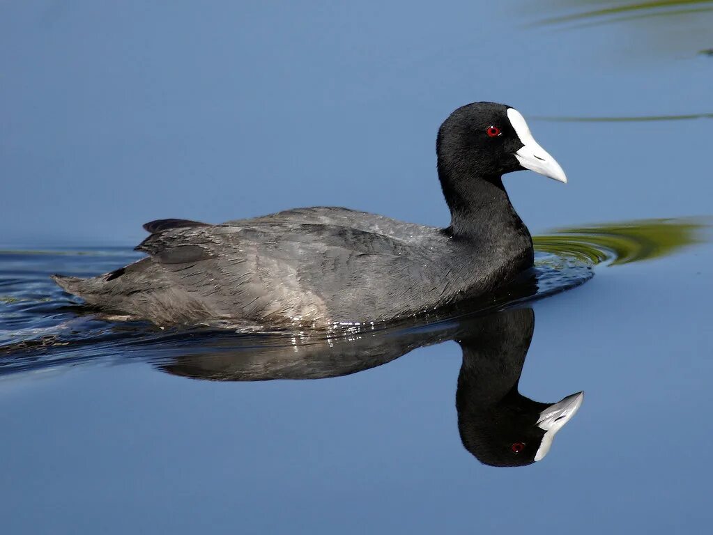 Кашкалдак птица фото Eurasian Coot (Fulica atra australis) Canberra, ACT, Austr. Flickr