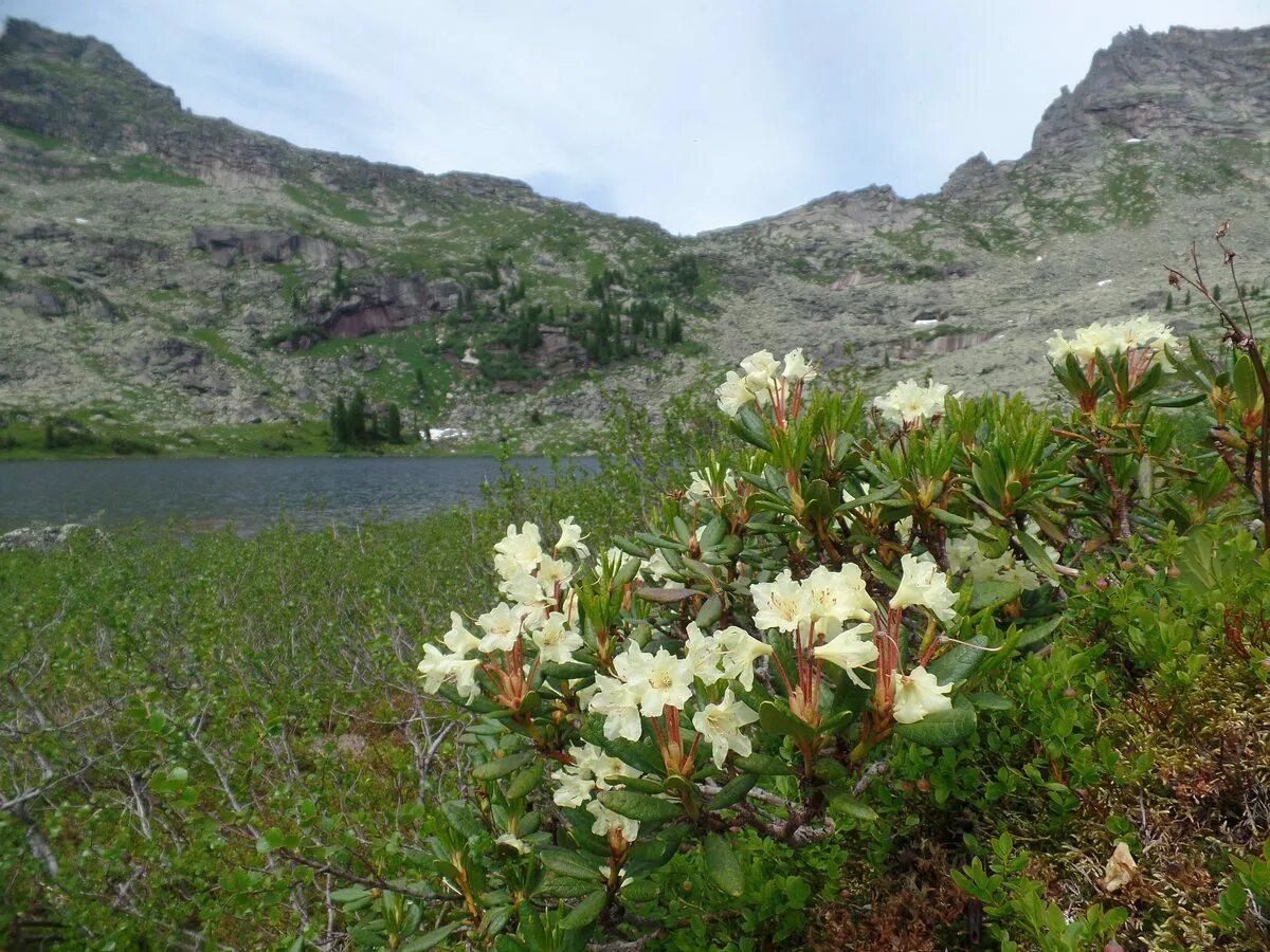 Кашкара трава фото Рододендрон золотистый (Rhododendron aureum)