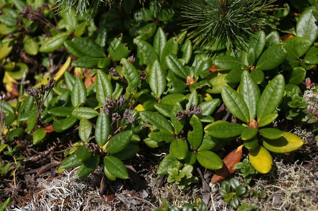 Кашкара трава фото Рододендрон золотистый (лат. Rhododendron aureum) семена 25шт - купить в интерне