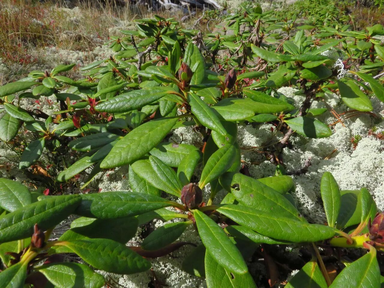 Кашкара трава фото Rhododendron aureum - Изображение особи - Плантариум