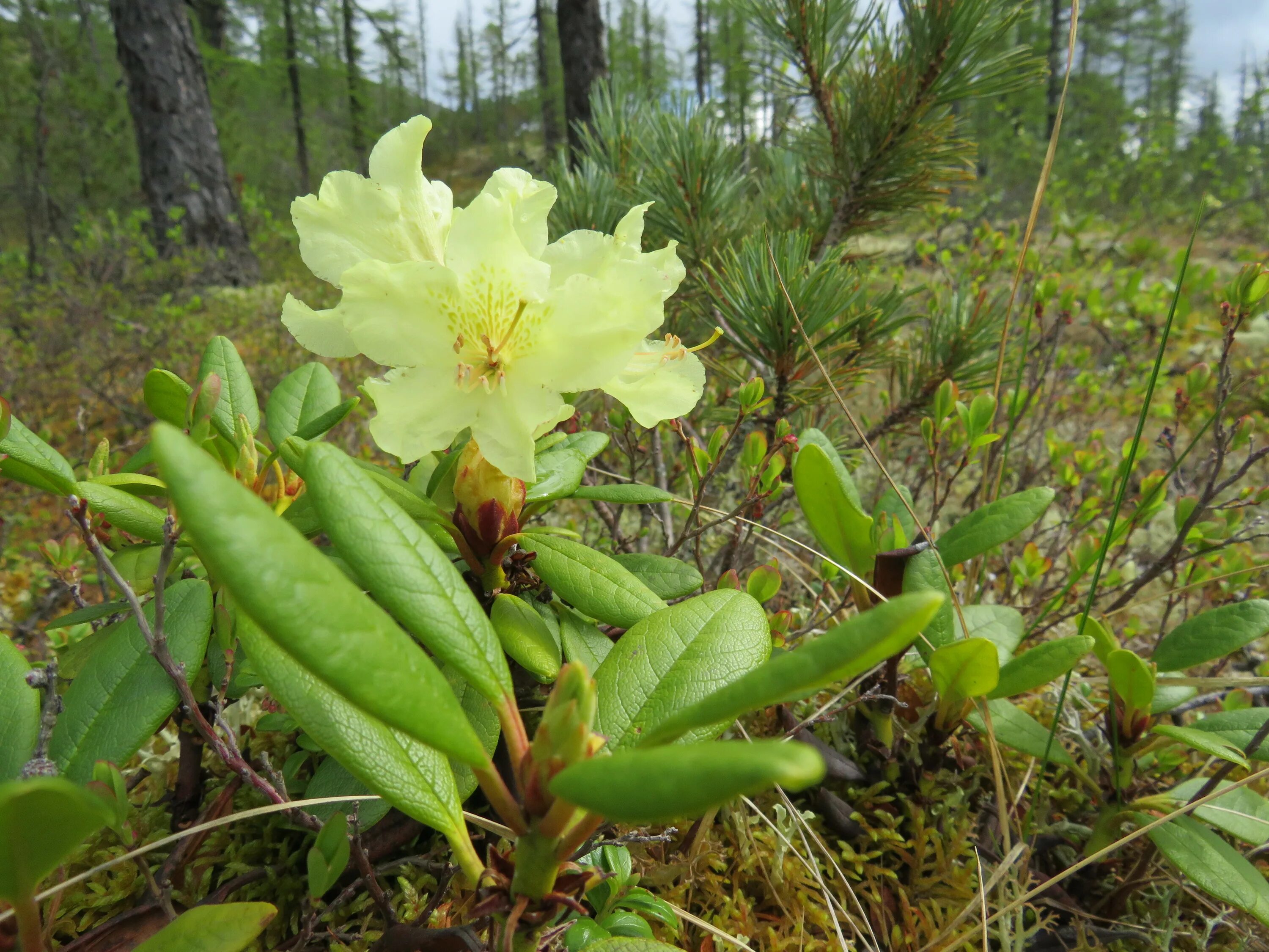 Кашкара трава фото Продолжены работы по пересадке Rhododendron aureum Федеральное государственное б