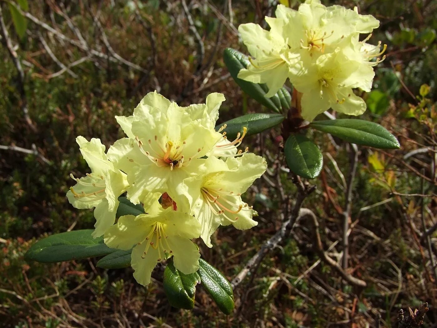 Кашкара трава фото Rhododendron aureum - Image of an specimen - Plantarium