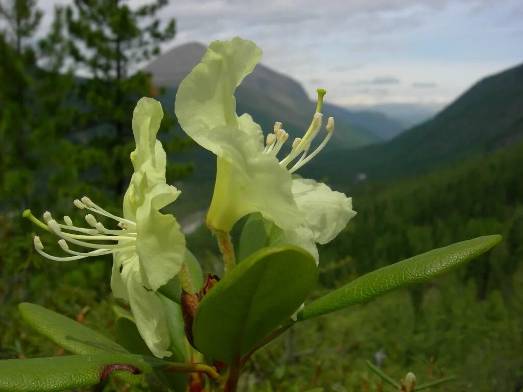 Кашкара трава фото Природа Байкала Дуэт (кашкара)