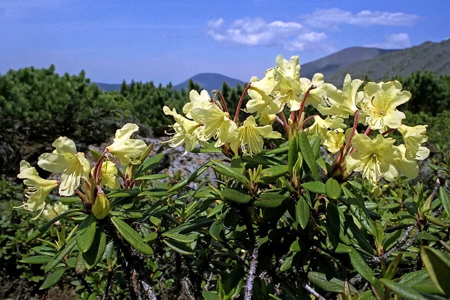 Кашкара трава фото и описание назначение Rhododendron aureum - Image of an specimen - Plantarium