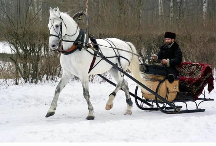 Кашовка для лошади фото Orlov trotter in Russian sleigh. Schlittenfahrt, Pferd, Pferde