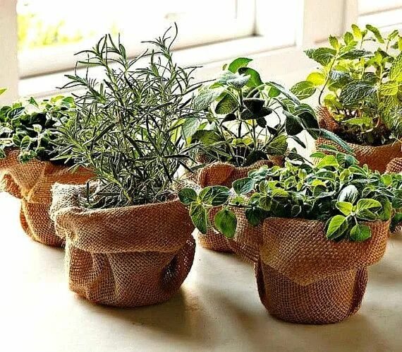 Кашпо для домашних цветов своими руками Windowsill Herb Garden Collection Six Spices 1000 Seeds - Etsy Windowsill herb g