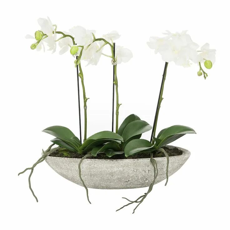 Кашпо для орхидей фото Buy the White Orchids in an Oval Pot - 3 Stems from A by Amara at Amara. Free De