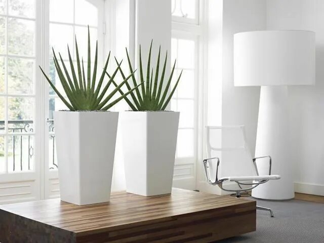 Кашпо для цветов в интерьере фото Cool indoor plants. Indoor office plants, Benefits of indoor plants, Indoor flow