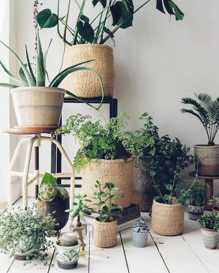 Кашпо в интерьере гостиной Pin on Inspiration Interior plants, Plant decor, Indoor plants