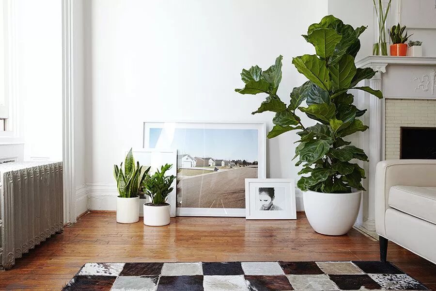 Кашпо в интерьере гостиной Fiddle Leaf Fig Potted Houseplant Trendy Houseplants The Sill Plantes de salon, 