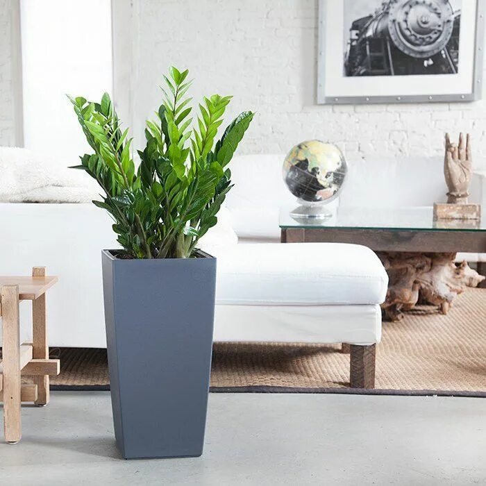 Кашпо в интерьере гостиной ZZ Plant Potted In Lechuza Cubico 30 Planter - Slate Zz plant, Interior plants, 