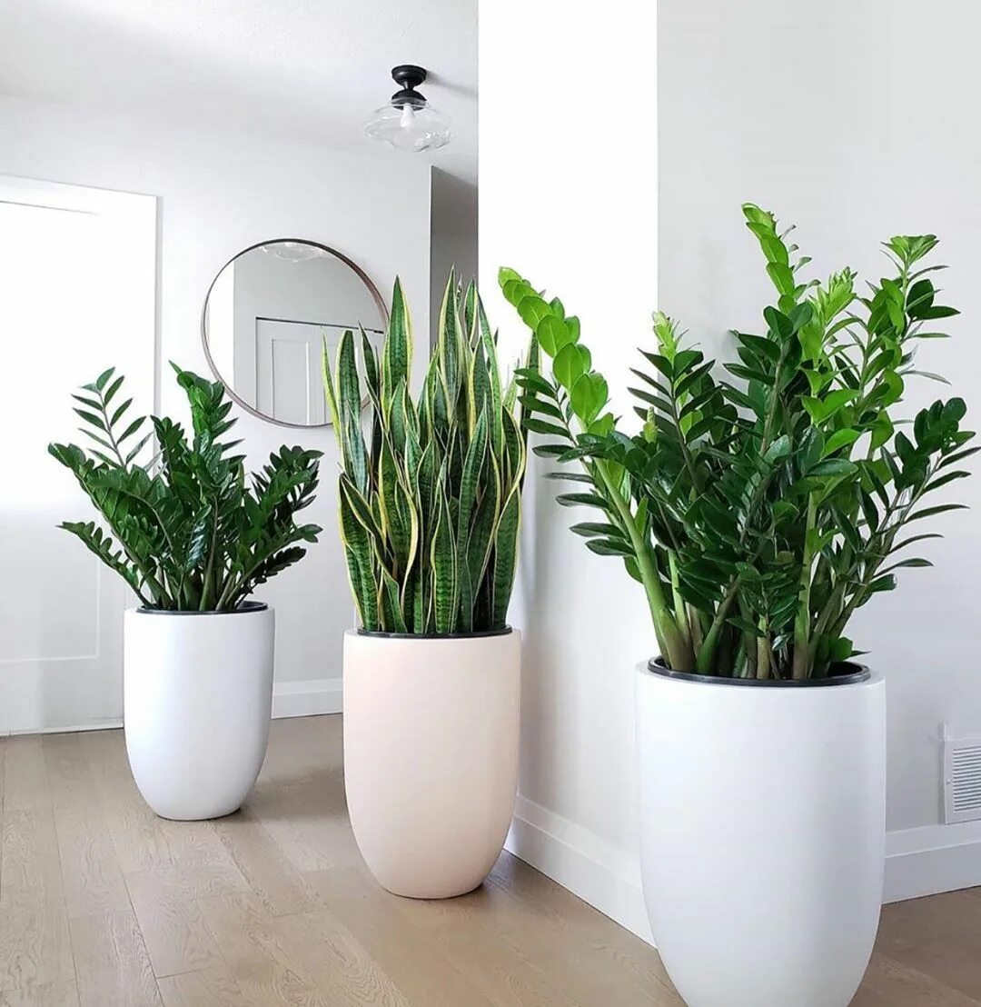 Кашпо в интерьере квартиры Hello Plant Lover’s Instagram post: "1, 2, 3 or 4? Which plant gang are you vibi