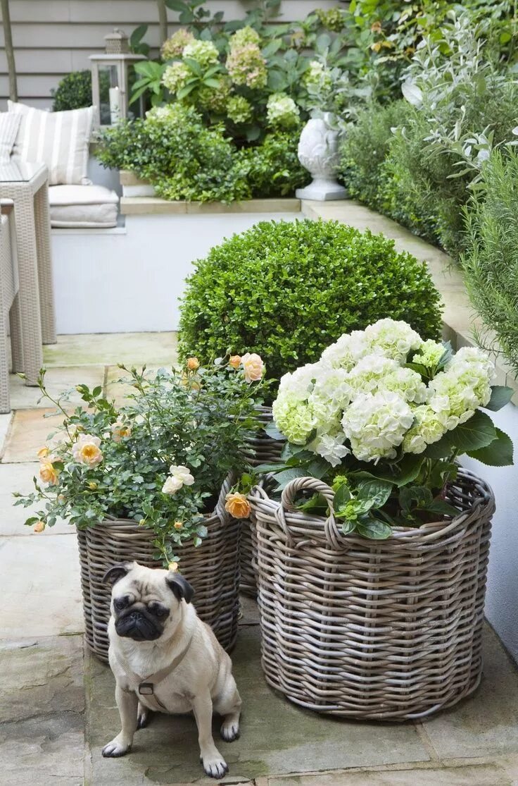 Кашпо в ландшафтном дизайне фото Box topiary balls, Vintage (in the background) AND white hydrangeas and English 