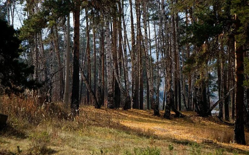 Каштак челябинск фото Каштак и Новое поле: chelchel.ru - ЖЖ