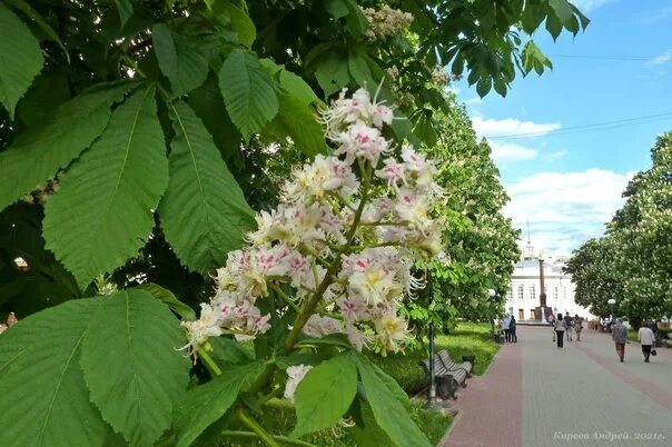 Каштан бульвар генерала ермолова 3 фото Бульвар Победы. Особенно красив он в конце мая на несколько дней цветения каштан