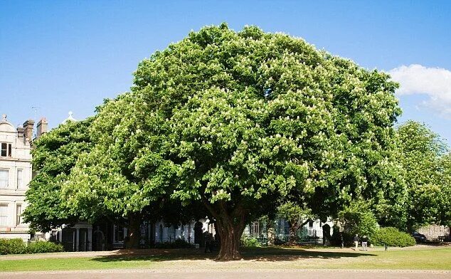 Каштан декоративный фото UMass Amherst : Campus Tree Requests Horse chestnut trees, Chestnut trees, Chest