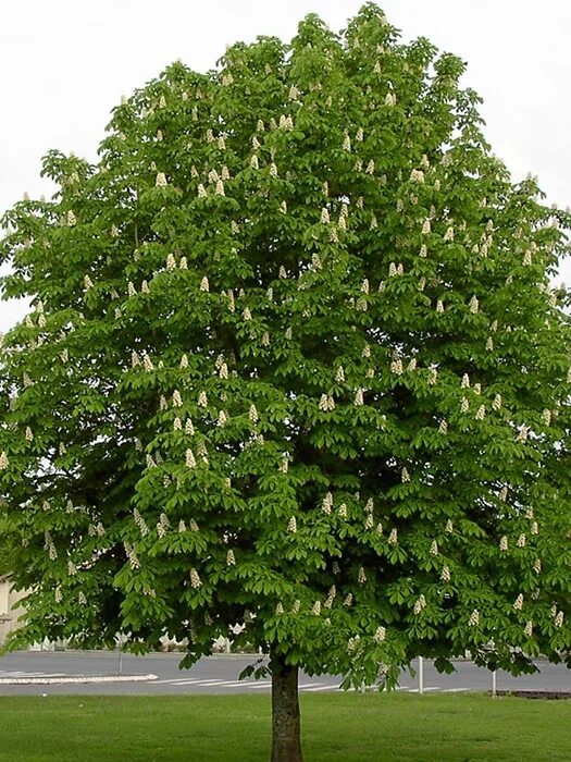 Каштан декоративный фото Каштан конский (Aesculus hippocastanum) - "Feel Green"