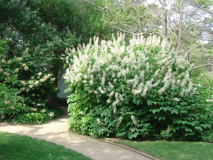 Каштан декоративный садовый фото Give Lots of Space To Bottlebrush Buckeye What Grows There :: Hugh Conlon, Horti