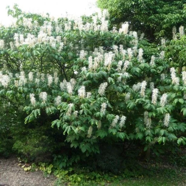 Каштан декоративный садовый фото "aesculus parviflora" Feuillage, Plante, Jardins blancs