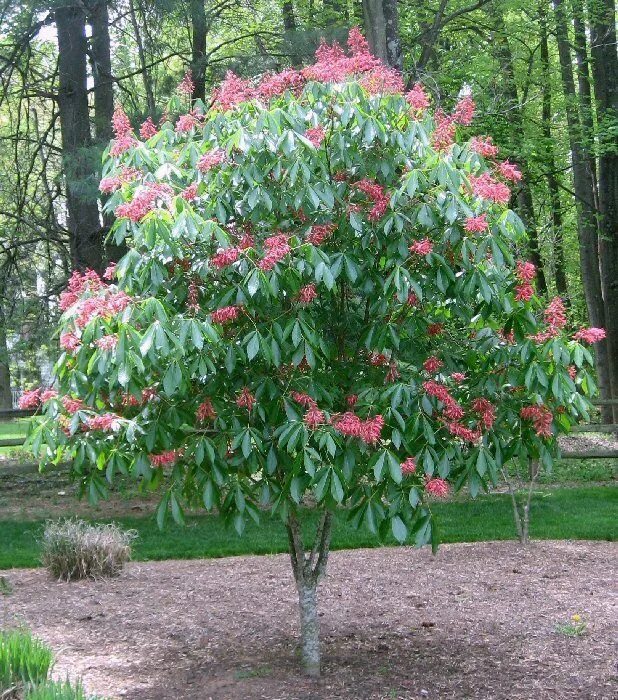 Каштан декоративный садовый фото Aesculus pavia - Red Buckeye Plants, Native plants, Trees to plant