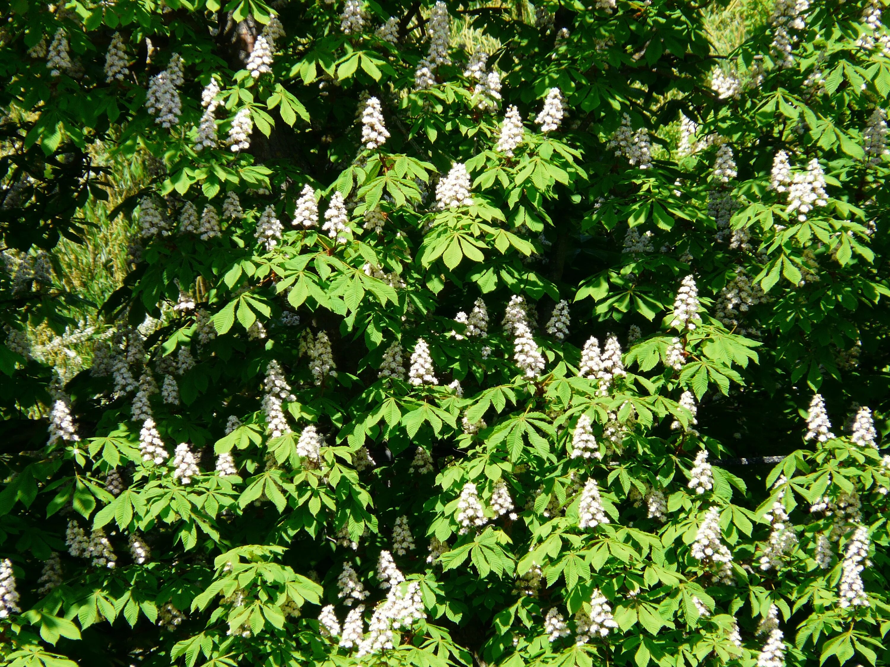 Каштан декоративный садовый фото Free Images : tree, leaf, bloom, herb, produce, botany, garden, flowers, leaves,