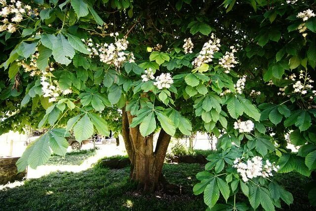 Каштан декоративный садовый фото White horse chestnut tree flowering Horse chestnut trees, Chestnut horse, Chestn