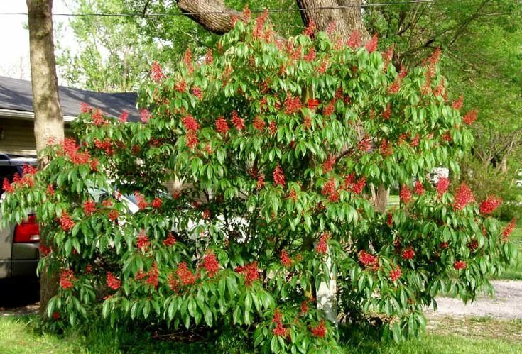 Каштан декоративный садовый фото Ohio Buckeye in Bloom Plants, Native plants, Beautiful gardens