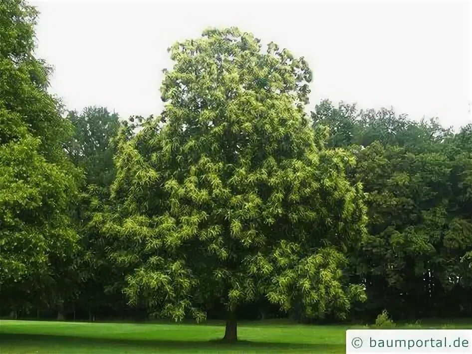 Каштан дерево фото Die 15 besten Ideen zu Bäume auf der Wiese wiese, obstbäume, pflanzen