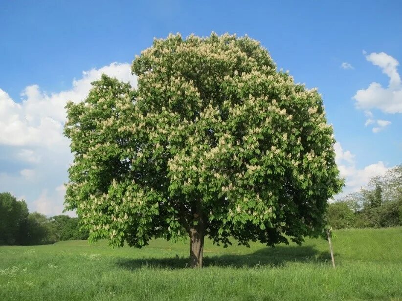 Каштан дерево фото Over half of Europe’s endemic trees face extinction IUCN