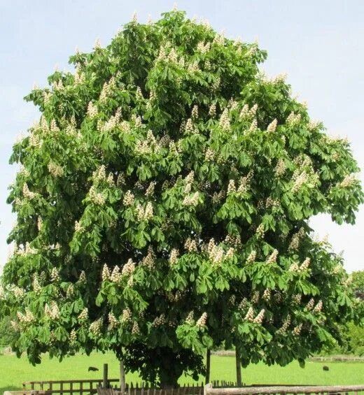 Каштан дерево фото 200 TREE PICTURES Best Free Tree Photos with Tree Names Chestnut trees, Flowerin