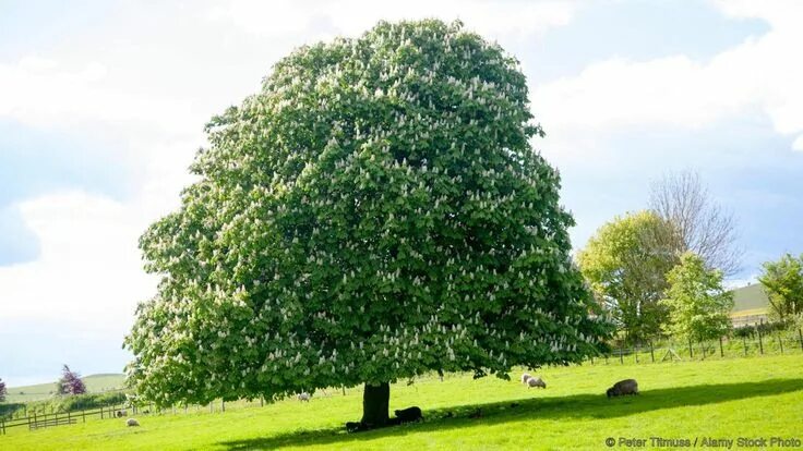 Каштан дерево фото Pin de Cetanwakuwa en Collection / Everything Hermosa naturaleza, Naturaleza, Mu