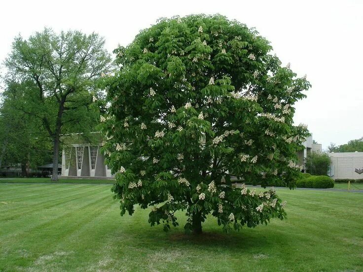 Каштан дерево фото Horse Chestnut Baumanii Buckeye Tree