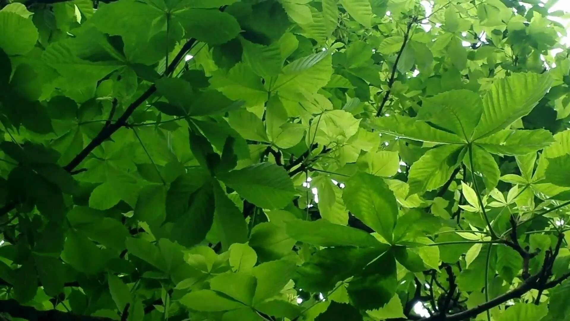 Каштан дерево листья фото Horse Chestnut Tree Chestnut horse, Horses, Beauty