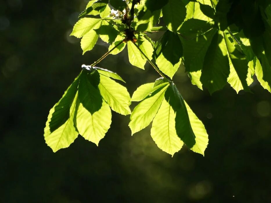 Каштан дерево листья фото Chestnut Leaves free image download